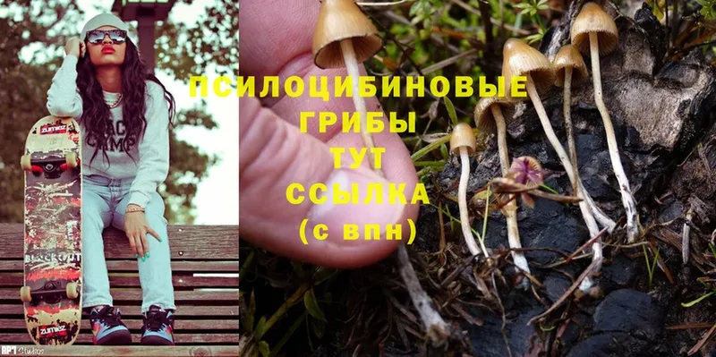 Псилоцибиновые грибы Psilocybine cubensis  Тюкалинск 